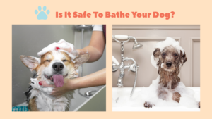 How Often Should You Bathe Your Dog? 1 How Often Should Dog Bathe?