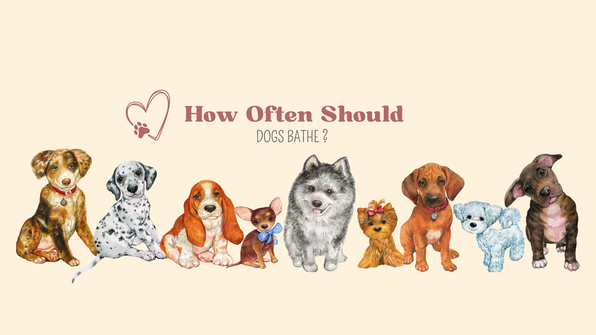 How Often Shoul Dogs Bathe?