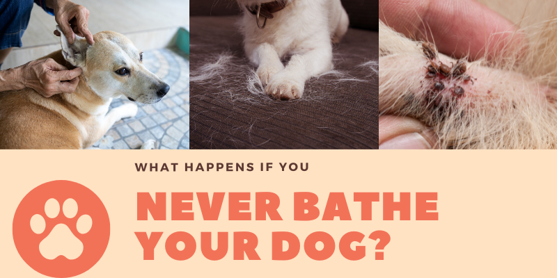 How Often Should You Bathe Your Dog? 2 How Often Should You Bathe Your Dog?