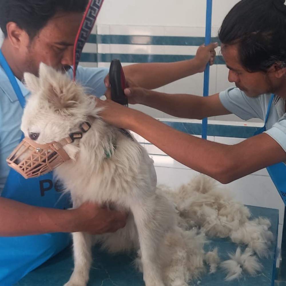 dog grooming near me