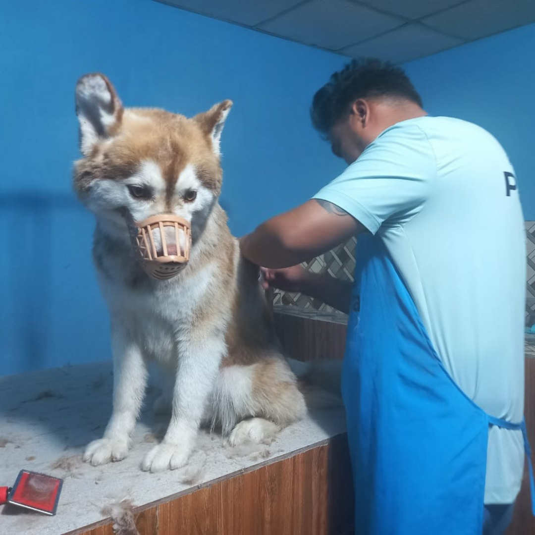 a man wearing a mask on a dogt spa
