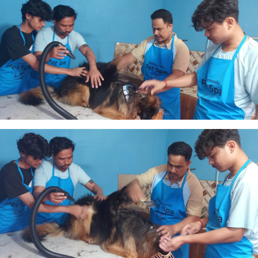 kathmandu pet spa