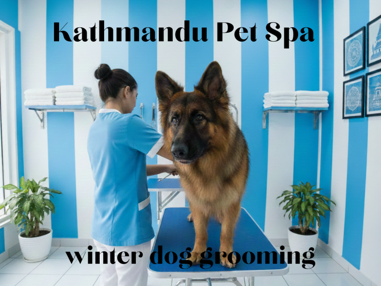 Winter Dog Grooming in Kathmandu: Keeping Your Pet Healthy and Comfort 1 winter dog grooming