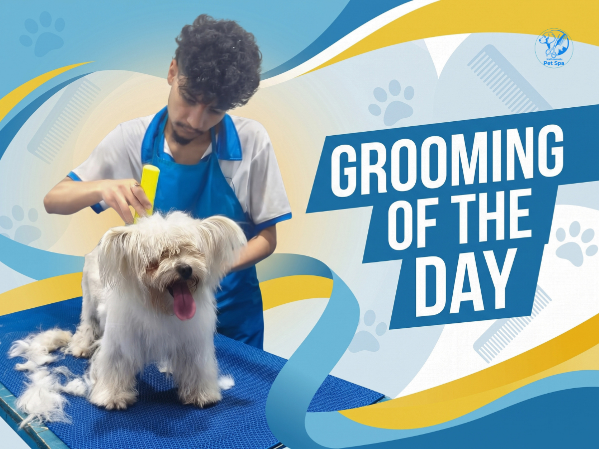 Home 2 grooming of the day
