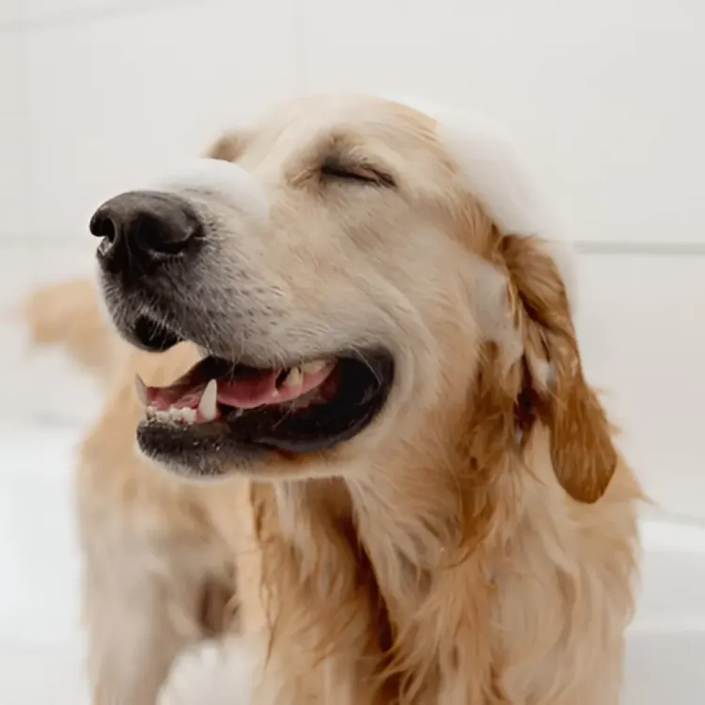 kathmandu pet spa